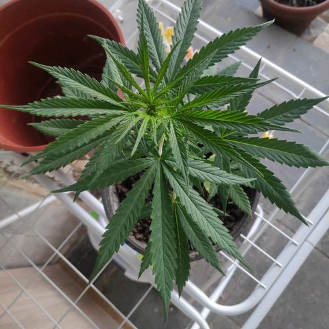 ♀️Mangava de Itacaré 🐝  growlog timeline photo
