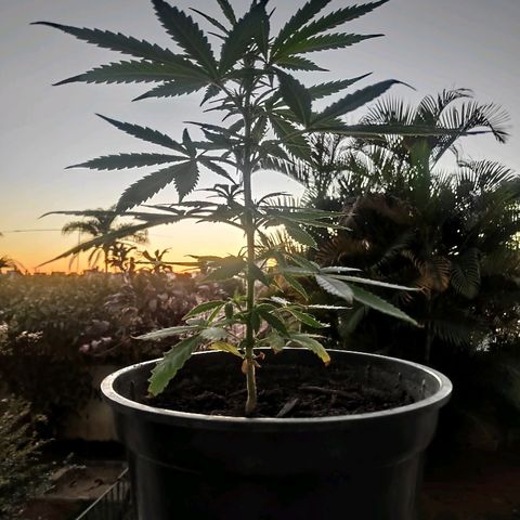 ♀️Mangava de Itacaré 🐝  growlog timeline photo