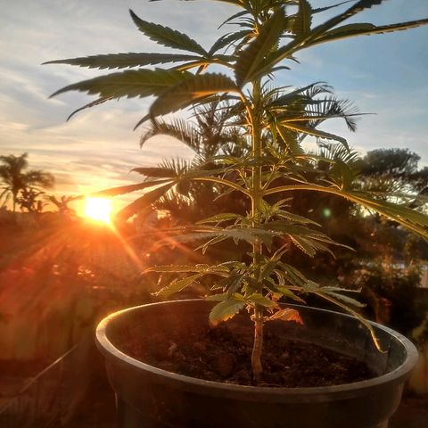♀️Mangava de Itacaré 🐝  growlog timeline photo