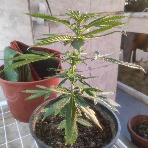 ♀️Mangava de Itacaré 🐝  growlog timeline photo