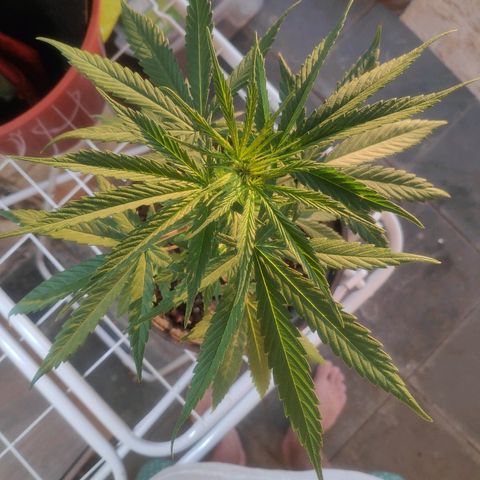 ♀️Mangava de Itacaré 🐝  growlog timeline photo
