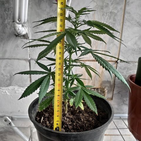 ♀️Mangava de Itacaré 🐝  growlog timeline photo