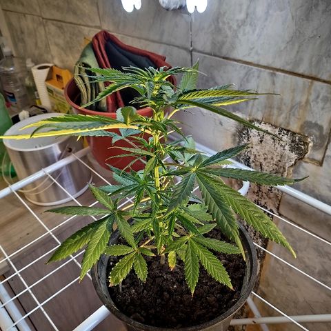 ♀️Mangava de Itacaré 🐝  growlog timeline photo
