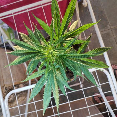 ♀️Mangava de Itacaré 🐝  growlog timeline photo