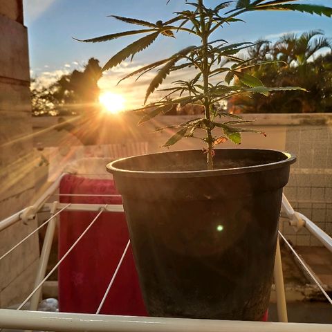 ♀️Mangava de Itacaré 🐝  growlog timeline photo