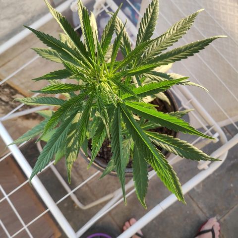 ♀️Mangava de Itacaré 🐝  growlog timeline photo