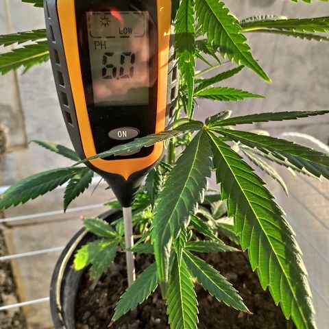 ♀️Mangava de Itacaré 🐝  growlog timeline photo