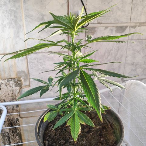♀️Mangava de Itacaré 🐝  growlog timeline photo