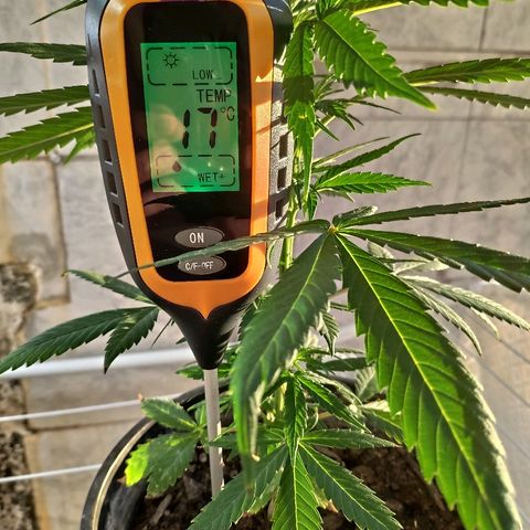 ♀️Mangava de Itacaré 🐝  growlog timeline photo