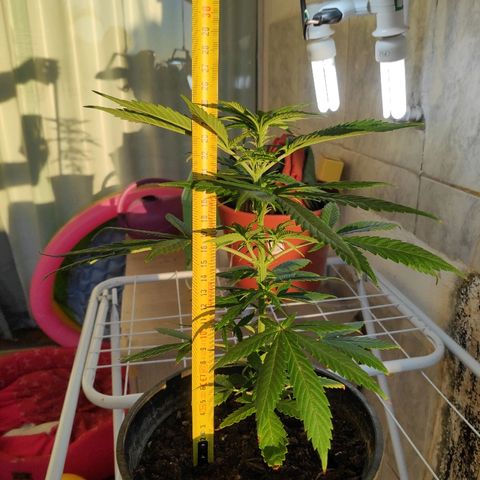 ♀️Mangava de Itacaré 🐝  growlog timeline photo