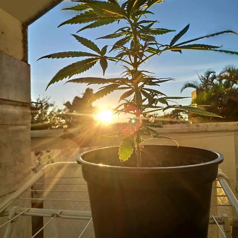 ♀️Mangava de Itacaré 🐝  growlog timeline photo