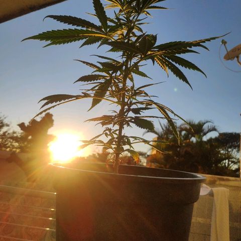 ♀️Mangava de Itacaré 🐝  growlog timeline photo