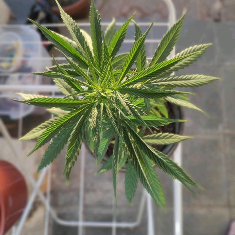 ♀️Mangava de Itacaré 🐝  growlog timeline photo