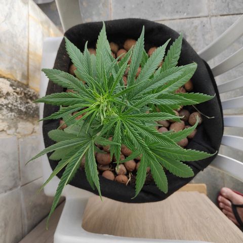 ♀️Mangava de Itacaré 🐝  growlog timeline photo