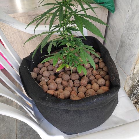 ♀️Mangava de Itacaré 🐝  growlog timeline photo