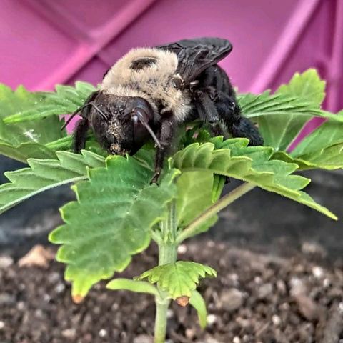 ♀️Mangava de Itacaré 🐝  growlog timeline photo