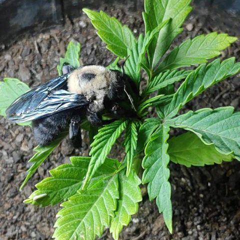 ♀️Mangava de Itacaré 🐝  growlog photo: The Bumblebee has landed 🐝
