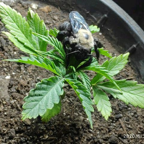 ♀️Mangava de Itacaré 🐝  growlog photo: The Bumblebee has landed 🐝