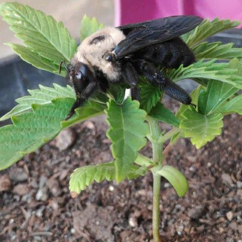 ♀️Mangava de Itacaré 🐝  growlog photo: The Bumblebee has landed 🐝
