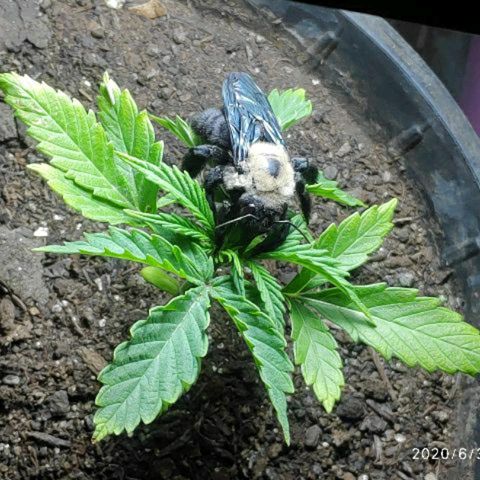 ♀️Mangava de Itacaré 🐝  growlog photo: The Bumblebee has landed 🐝