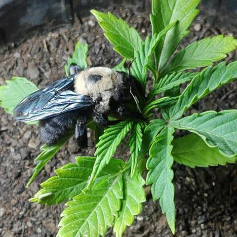 ♀️Mangava de Itacaré 🐝  growlog photo: The Bumblebee has landed 🐝