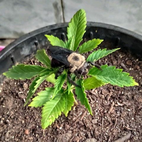 ♀️Mangava de Itacaré 🐝  growlog photo: The Bumblebee has landed 🐝