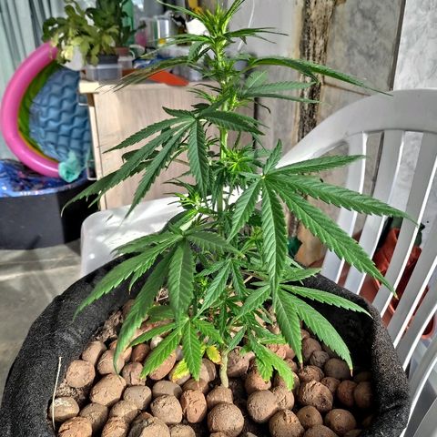 ♀️Mangava de Itacaré 🐝  growlog timeline photo