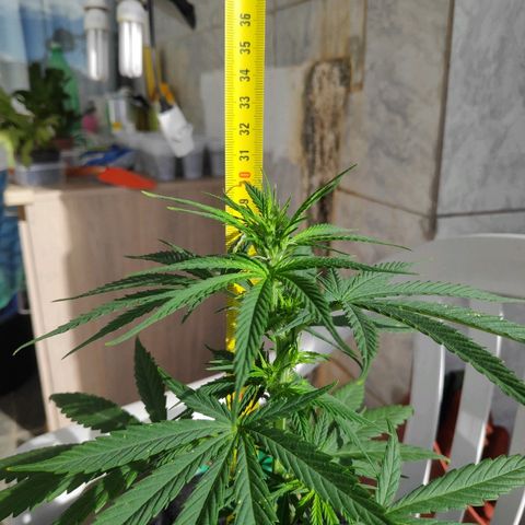 ♀️Mangava de Itacaré 🐝  growlog timeline photo
