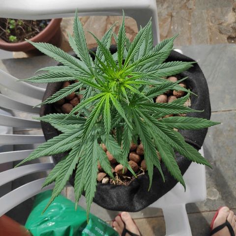 ♀️Mangava de Itacaré 🐝  growlog timeline photo