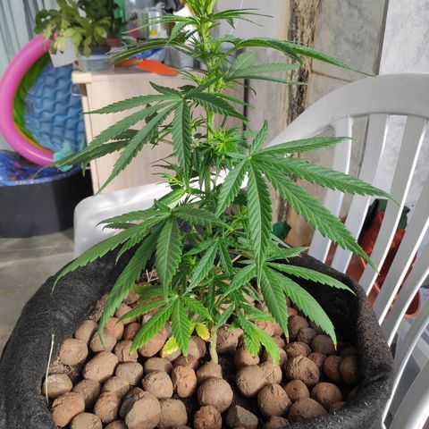 ♀️Mangava de Itacaré 🐝  growlog timeline photo