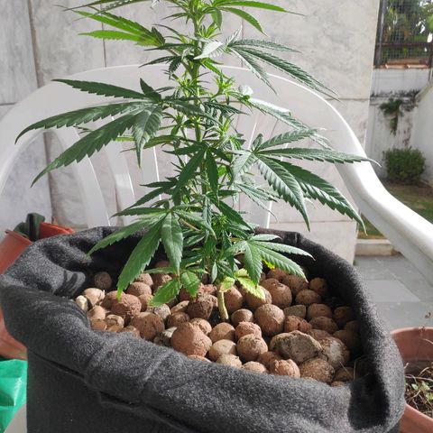♀️Mangava de Itacaré 🐝  growlog timeline photo