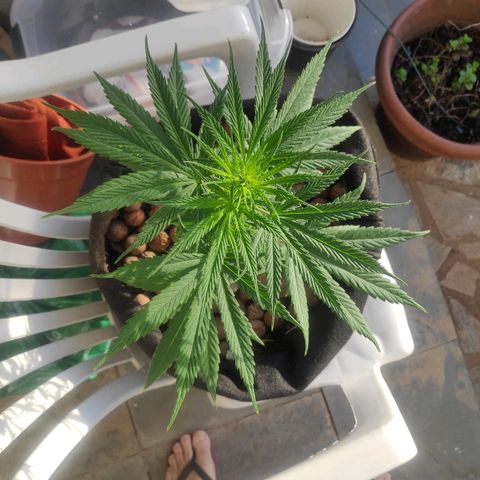 ♀️Mangava de Itacaré 🐝  growlog timeline photo