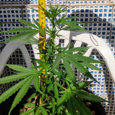 ♀️Mangava de Itacaré 🐝  growlog timeline photo