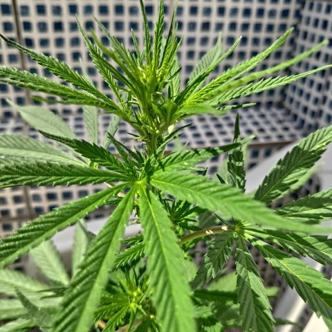 ♀️Mangava de Itacaré 🐝  growlog timeline photo