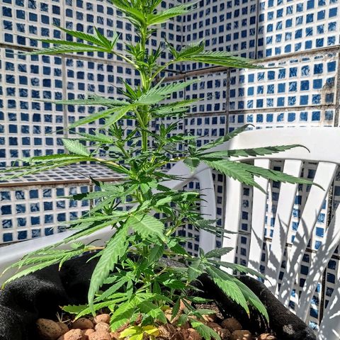 ♀️Mangava de Itacaré 🐝  growlog timeline photo