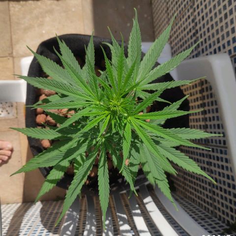 ♀️Mangava de Itacaré 🐝  growlog timeline photo