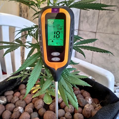 ♀️Mangava de Itacaré 🐝  growlog timeline photo
