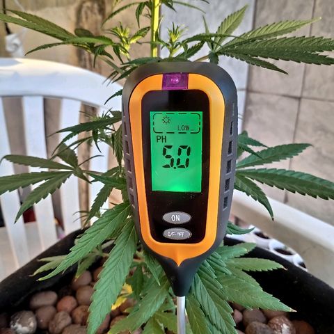 ♀️Mangava de Itacaré 🐝  growlog timeline photo