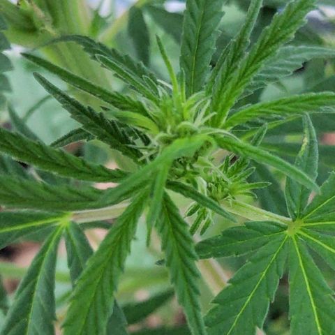 ♀️Mangava de Itacaré 🐝  growlog timeline photo