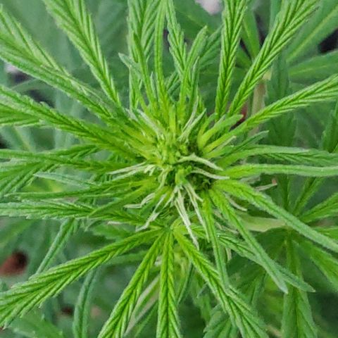 ♀️Mangava de Itacaré 🐝  growlog timeline photo