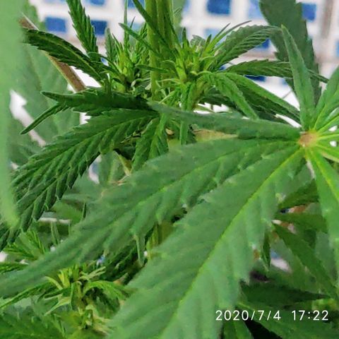 ♀️Mangava de Itacaré 🐝  growlog timeline photo
