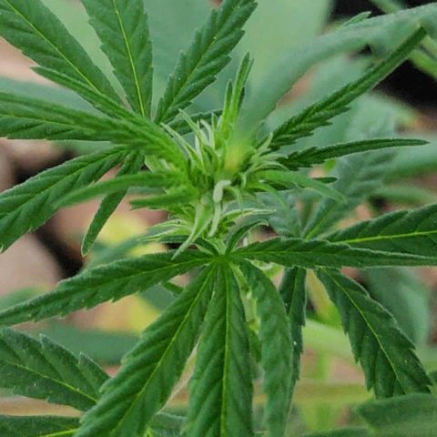 ♀️Mangava de Itacaré 🐝  growlog timeline photo