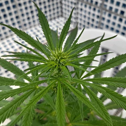♀️Mangava de Itacaré 🐝  growlog timeline photo
