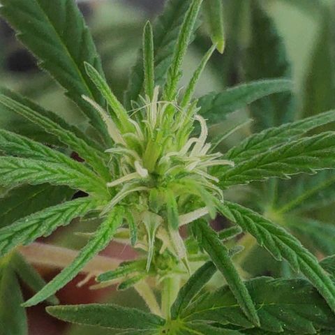 ♀️Mangava de Itacaré 🐝  growlog photo: Buds