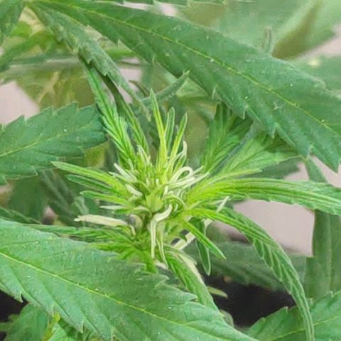♀️Mangava de Itacaré 🐝  growlog photo: Buds