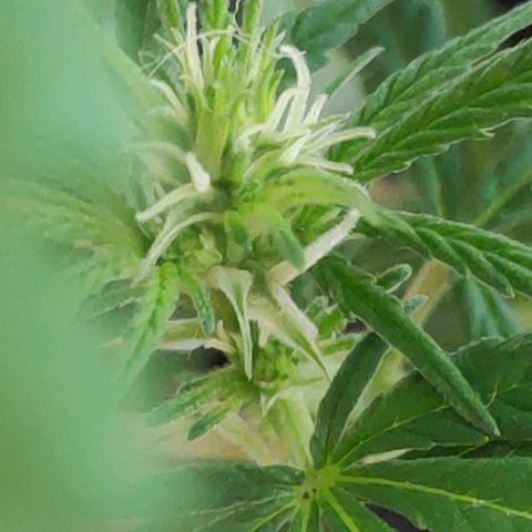 ♀️Mangava de Itacaré 🐝  growlog photo: Buds