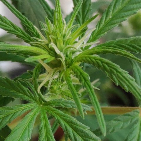 ♀️Mangava de Itacaré 🐝  growlog photo: Buds