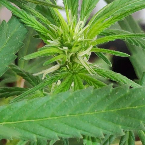 ♀️Mangava de Itacaré 🐝  growlog photo: Buds