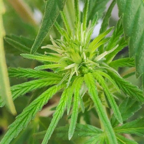 ♀️Mangava de Itacaré 🐝  growlog photo: Buds