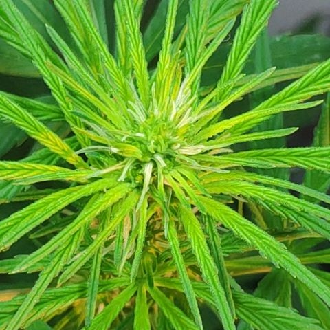 ♀️Mangava de Itacaré 🐝  growlog photo: Buds